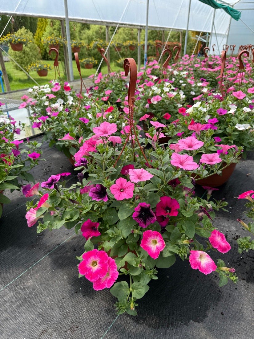 Petunia × hybrida, rosado