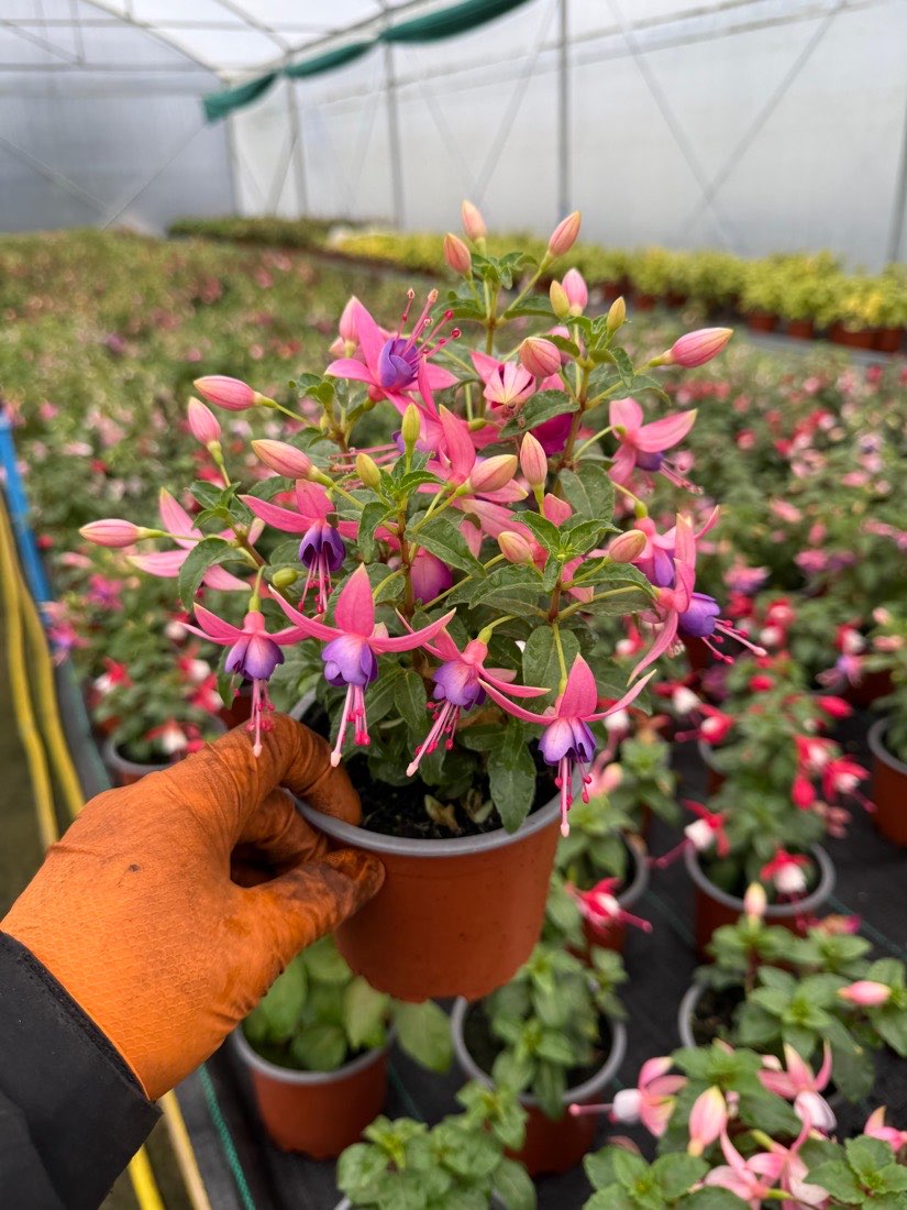 Fuchsia × hybrida, morado