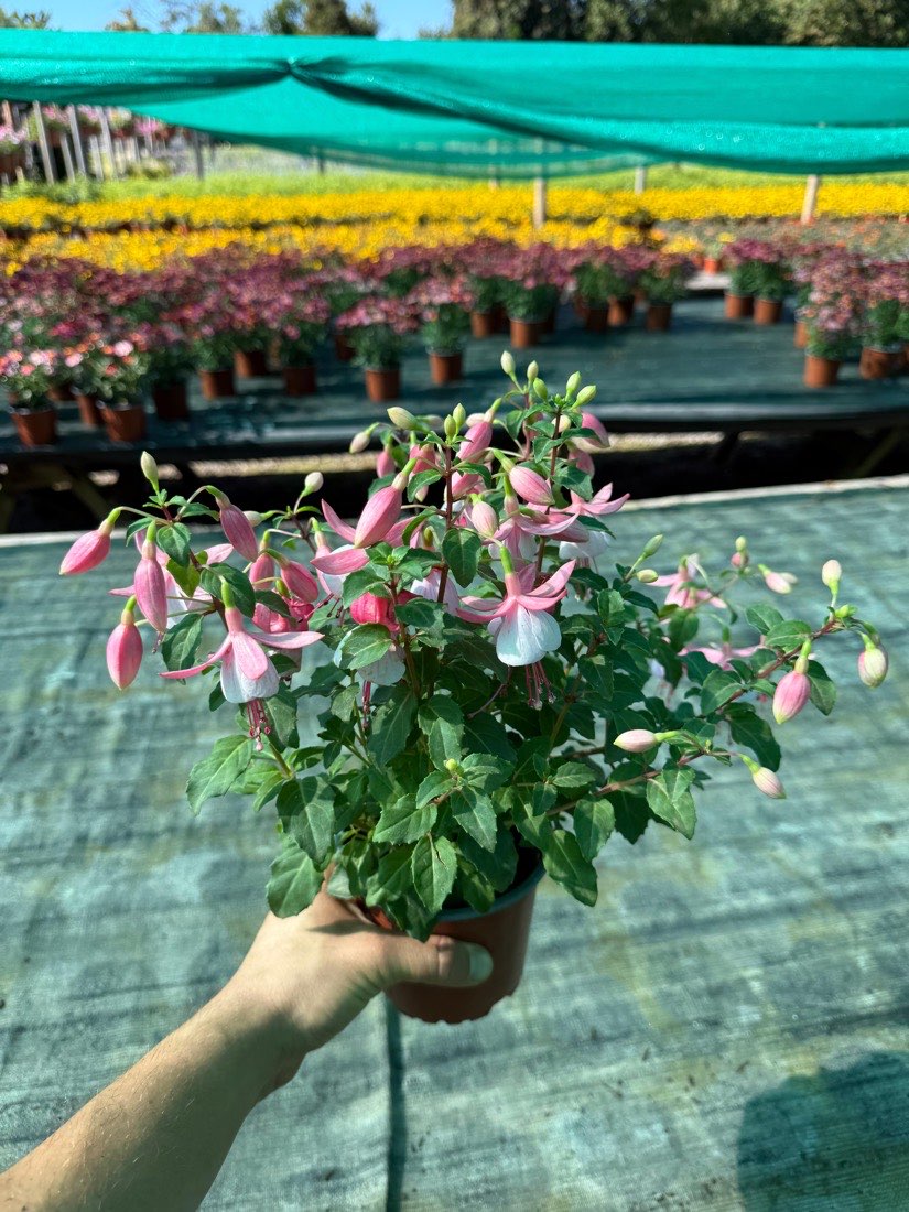 Fuchsia × hybrida, bicolor
