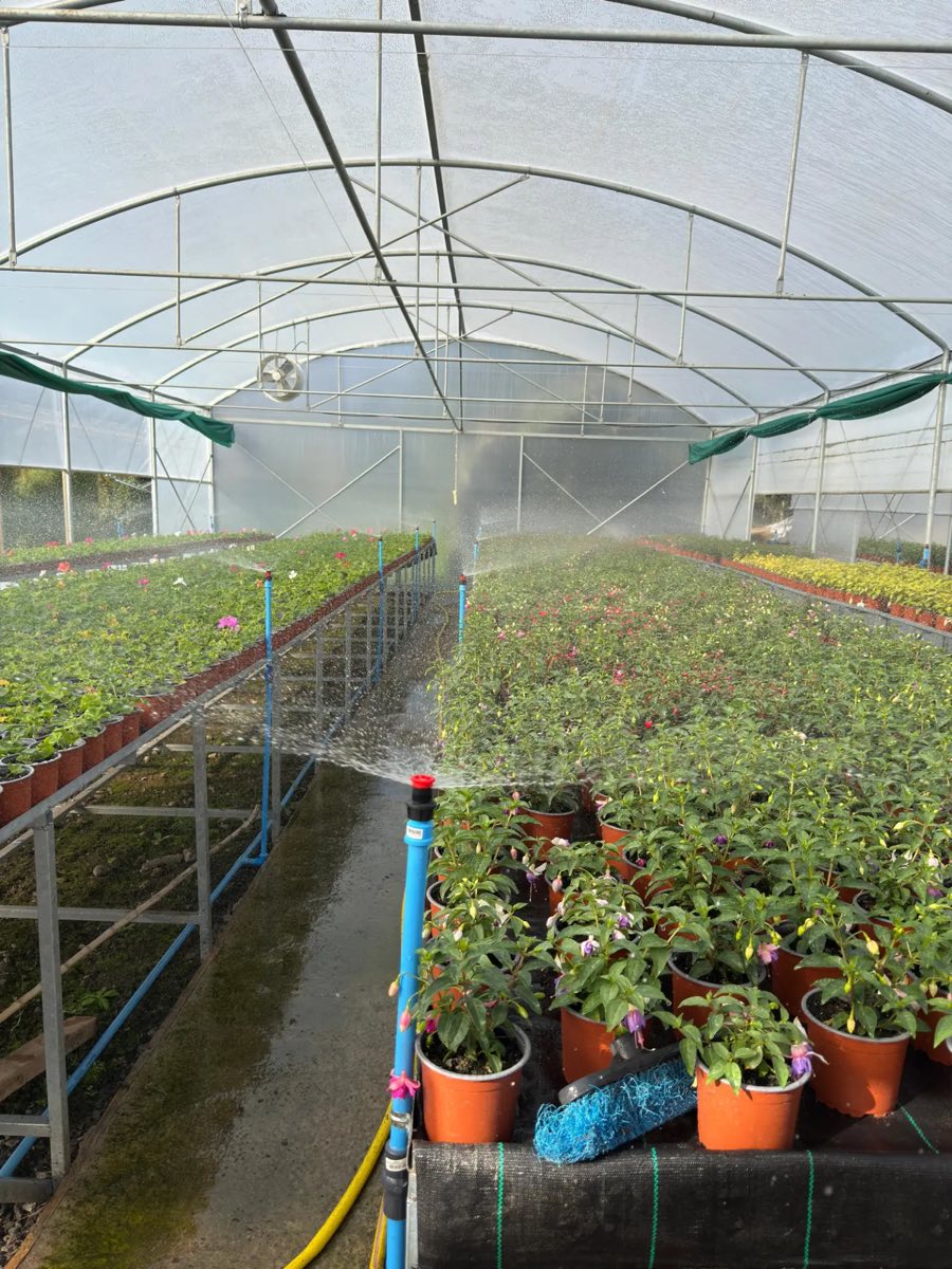 Mesones de fuchsias y otras plantas dentro del invernadero